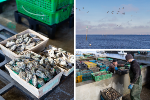 Du Bassin...à l'assiette : vis ma vie d'ostréiculteur! - Sans titre 3 - Bassin d'Arcachon
