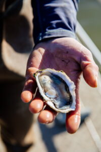 Du Bassin...à l'assiette : vis ma vie d'ostréiculteur! - pescatourisme SIBA agence les conteurs 43 - Bassin d'Arcachon