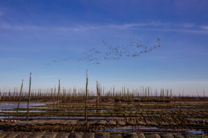 Du Bassin...à l'assiette : vis ma vie d'ostréiculteur! - pescatourisme SIBA agence les conteurs 64 - Bassin d'Arcachon