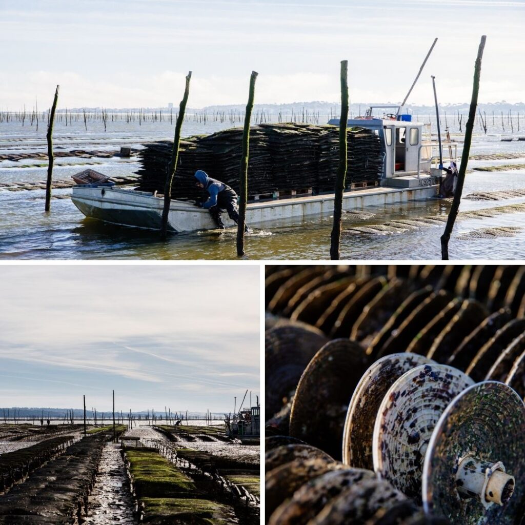 Du Bassin...à l'assiette : vis ma vie d'ostréiculteur! - Sans titre 4 - Bassin d'Arcachon