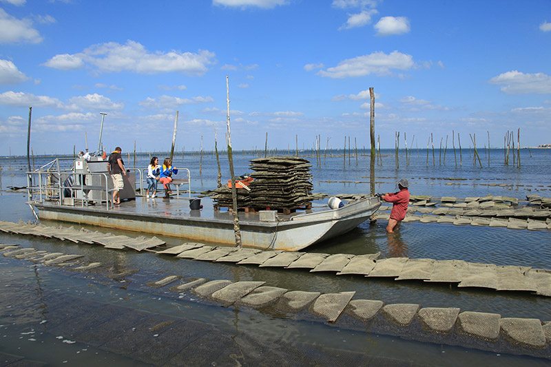 Le Bassin d’Arcachon en Été - maree ostreicole bassin arcachon - Bassin d'Arcachon