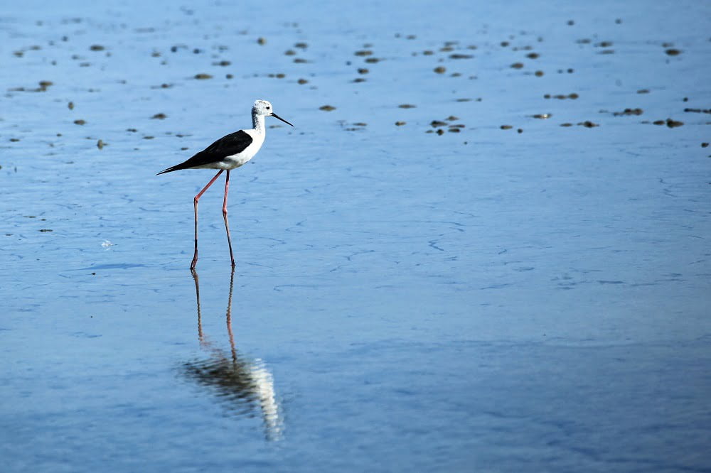 Le Bassin d’Arcachon en Automne - oiseau bassin arccahon - Bassin d'Arcachon