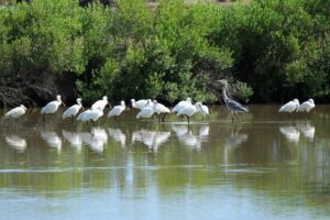 La réserve ornithologique du Teich - oiseaux le teich - Bassin d'Arcachon