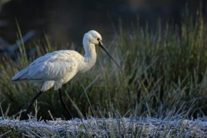 La réserve ornithologique du Teich - spatule reserve ornitholgique le teich - Bassin d'Arcachon