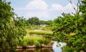 Les prés salés d’Arès-Lège - balade prés salés arès lège cap ferret - Bassin d'Arcachon