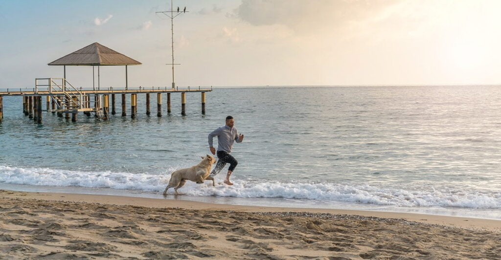 Nos hôtels à Gujan-Mestras - hebergement animaux acceptes - Bassin d'Arcachon