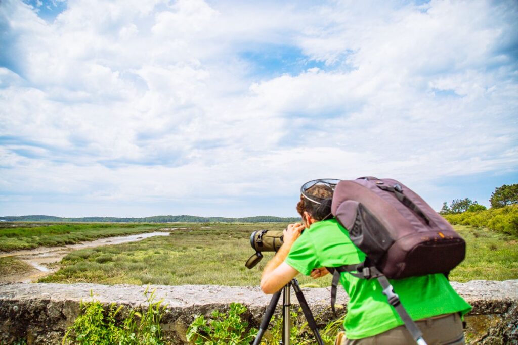 Découverte des Prés Salés d’Arès-Lège avec un guide nature