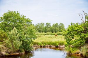 Balade dans les Prés Salés à Arès