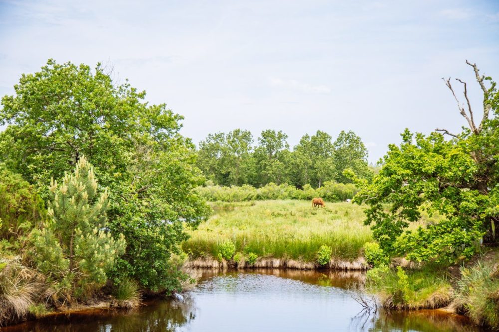 Balade dans les Prés Salés à Arès