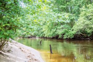 5 balades conseillées par notre guide nature - rives de l eyre 10 - Bassin d'Arcachon