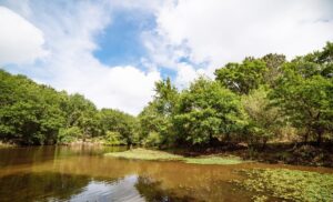 5 balades conseillées par notre guide nature - rives de l eyre 18 - Bassin d'Arcachon