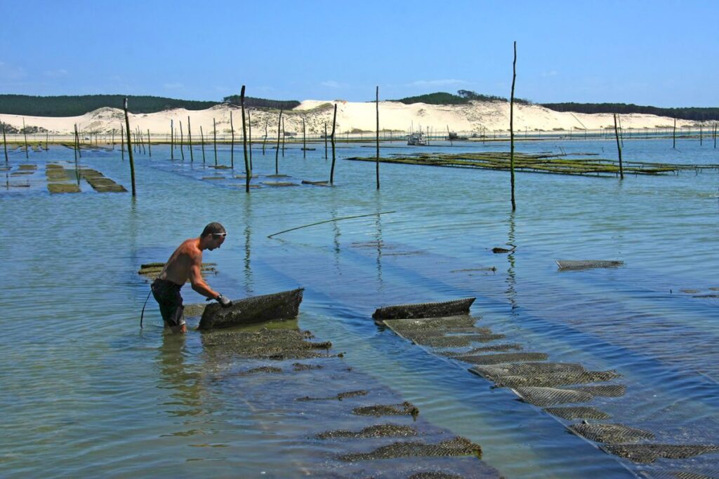 Spend a day in the Bay with an oyster farmer or fisherman!