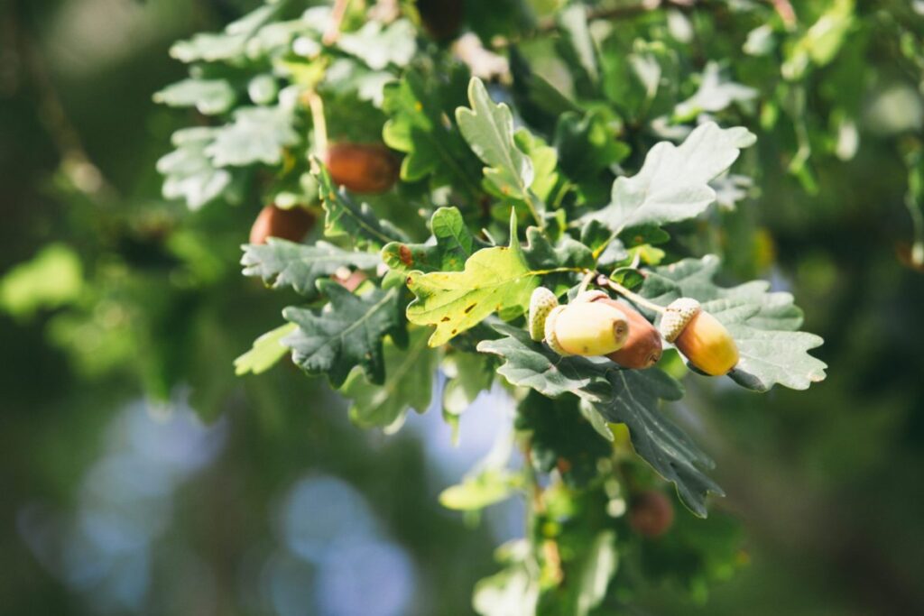 Nos locations de vacances à Arès - champignons siba agence les conteurs 93 - Bassin d'Arcachon