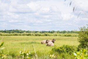 Le Teich - Domaine de Fleury Le Teich - Bassin d'Arcachon