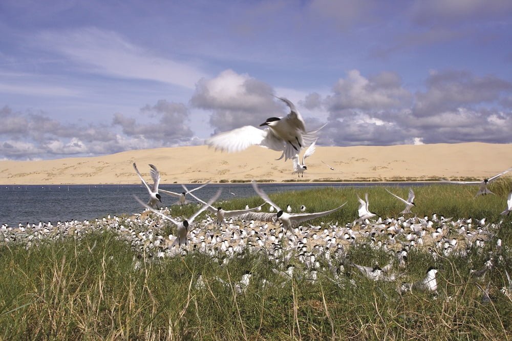Le Banc d’Arguin - La Réserve Naturelle Nationale du Banc dArguin SEPANSO - Bassin d'Arcachon
