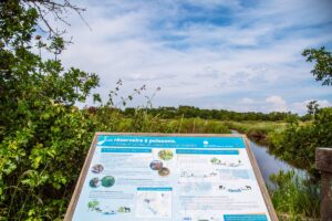 Les prés salés d’Arès-Lège - Prés salés Arès Lège Bassin Arcachon 1 - Bassin d'Arcachon