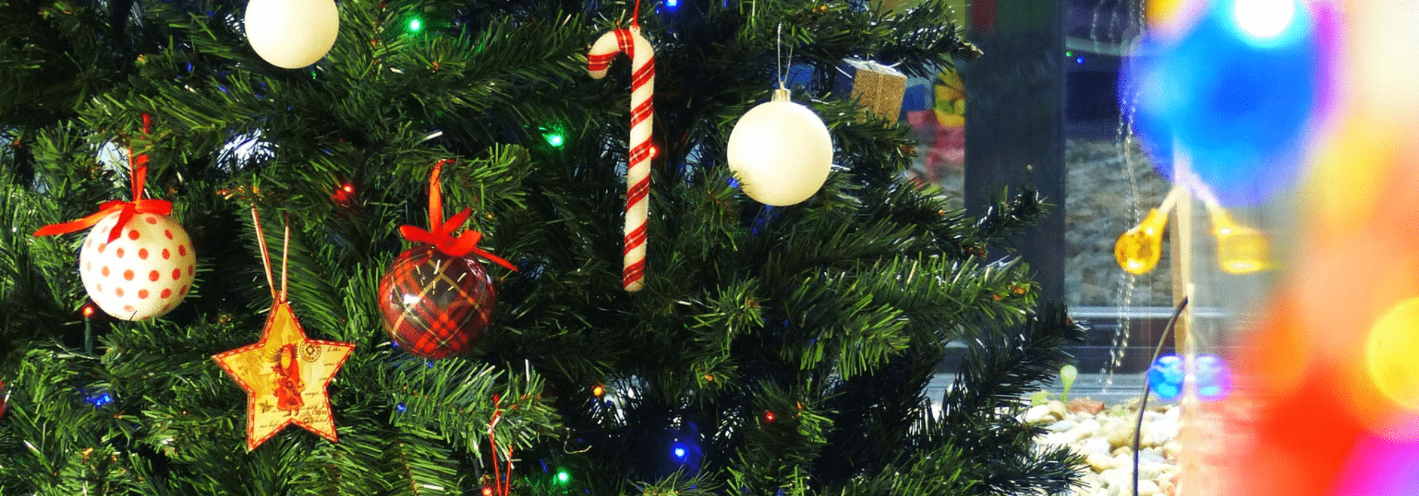 La magie de Noël sur le Bassin ! - Sans titre 2022 12 05T143145.006 - Bassin d'Arcachon