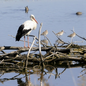 La réserve ornithologique du Teich - Oiseaux Reserve ornithologique le teich - Bassin d'Arcachon