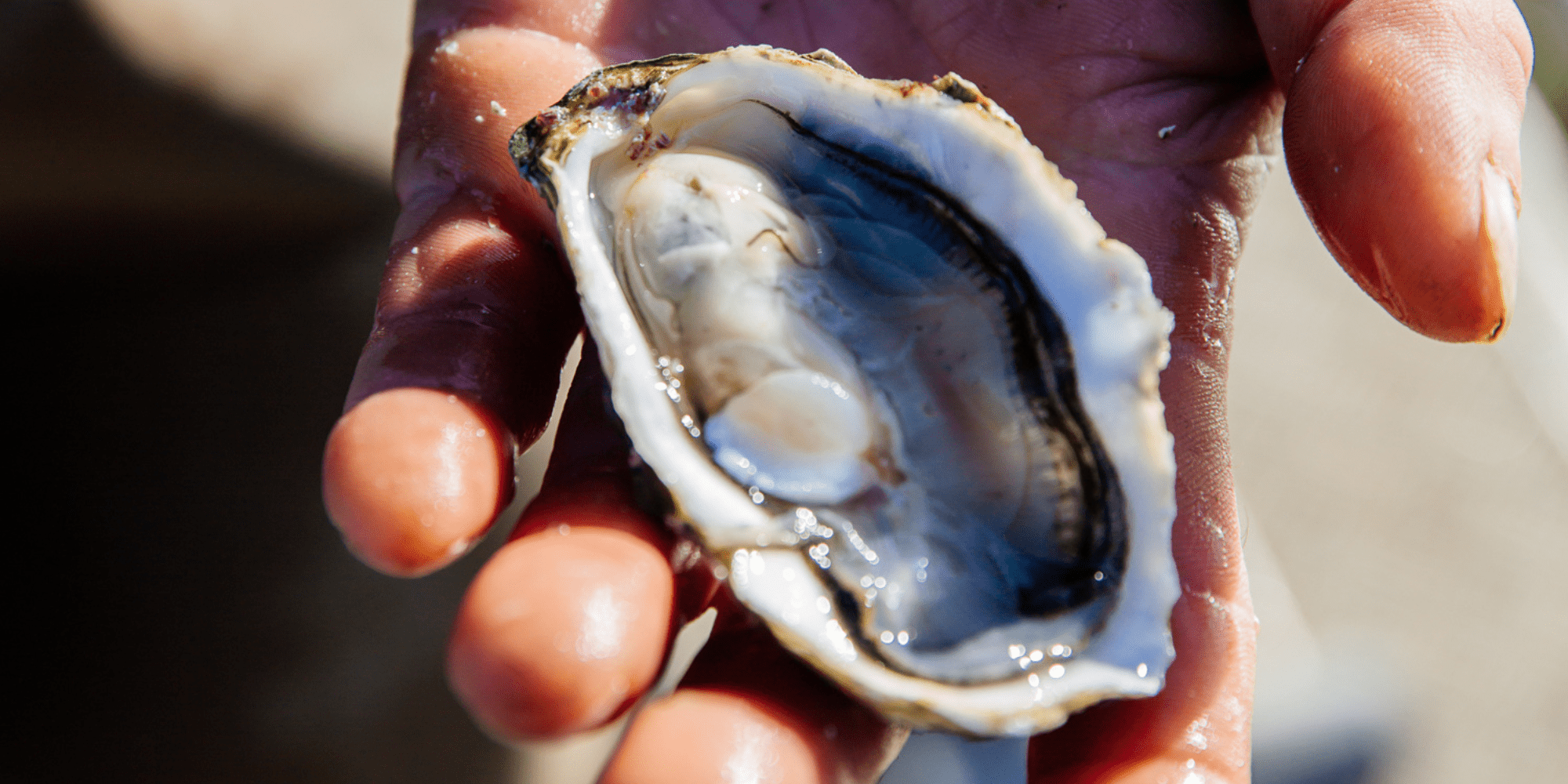 Moins de voiture, plus d'aventure : 6 bons plans des guides - Design sans titre 36 - Bassin d'Arcachon