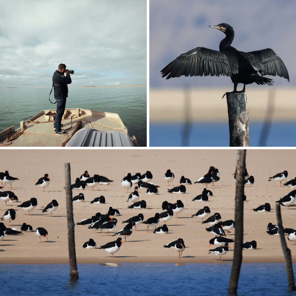 Fais comme l'oiseau - Sans titre 2023 03 28T134527.825 - Bassin d'Arcachon