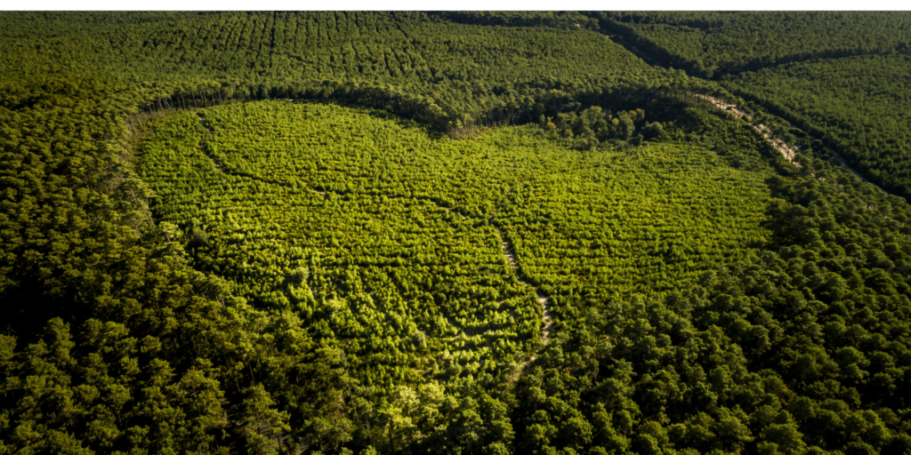 Le bois, fierté du Bassin d'Arcachon - Design sans titre 7 - Bassin d'Arcachon