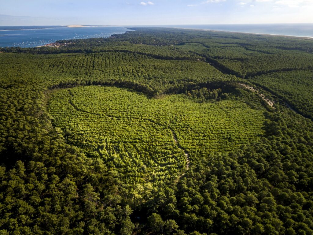 Le bois, fierté du Bassin d&rsquo;Arcachon