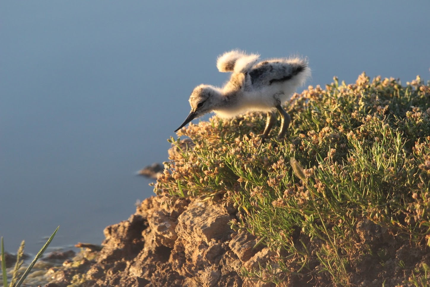 Bassin d'Arcachon : à vol d'oiseaux ! - Avocette elegante juvenile par Amandine SOYEZ - Bassin d'Arcachon