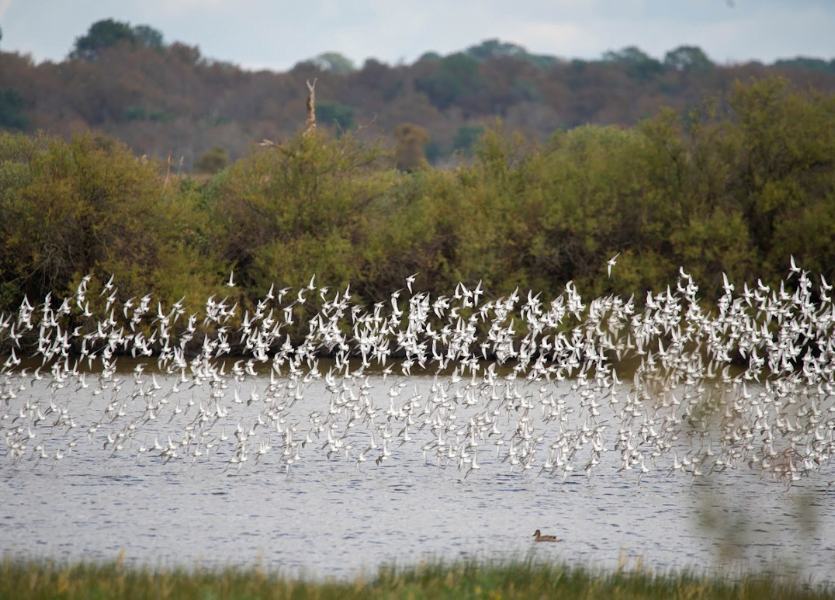 Bassin d'Arcachon : à vol d'oiseaux ! - Design sans titre 2023 11 30T121323.711 - Bassin d'Arcachon