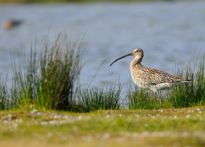 Bassin d'Arcachon : à vol d'oiseaux ! - Design sans titre 2023 11 30T142610.474 - Bassin d'Arcachon