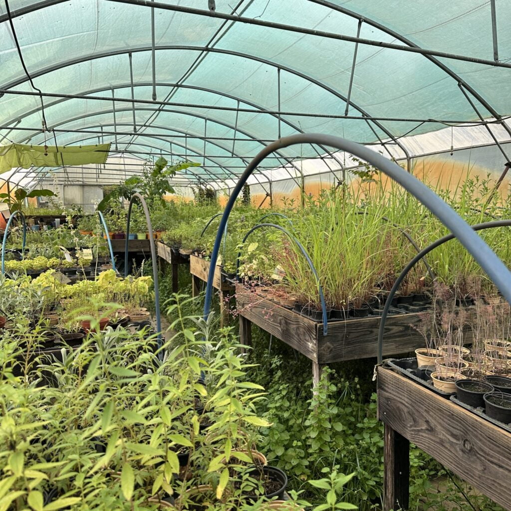 Des plantes dans une serre située sur la commune de Biganos qui s'appelle la Serre Ô Délices