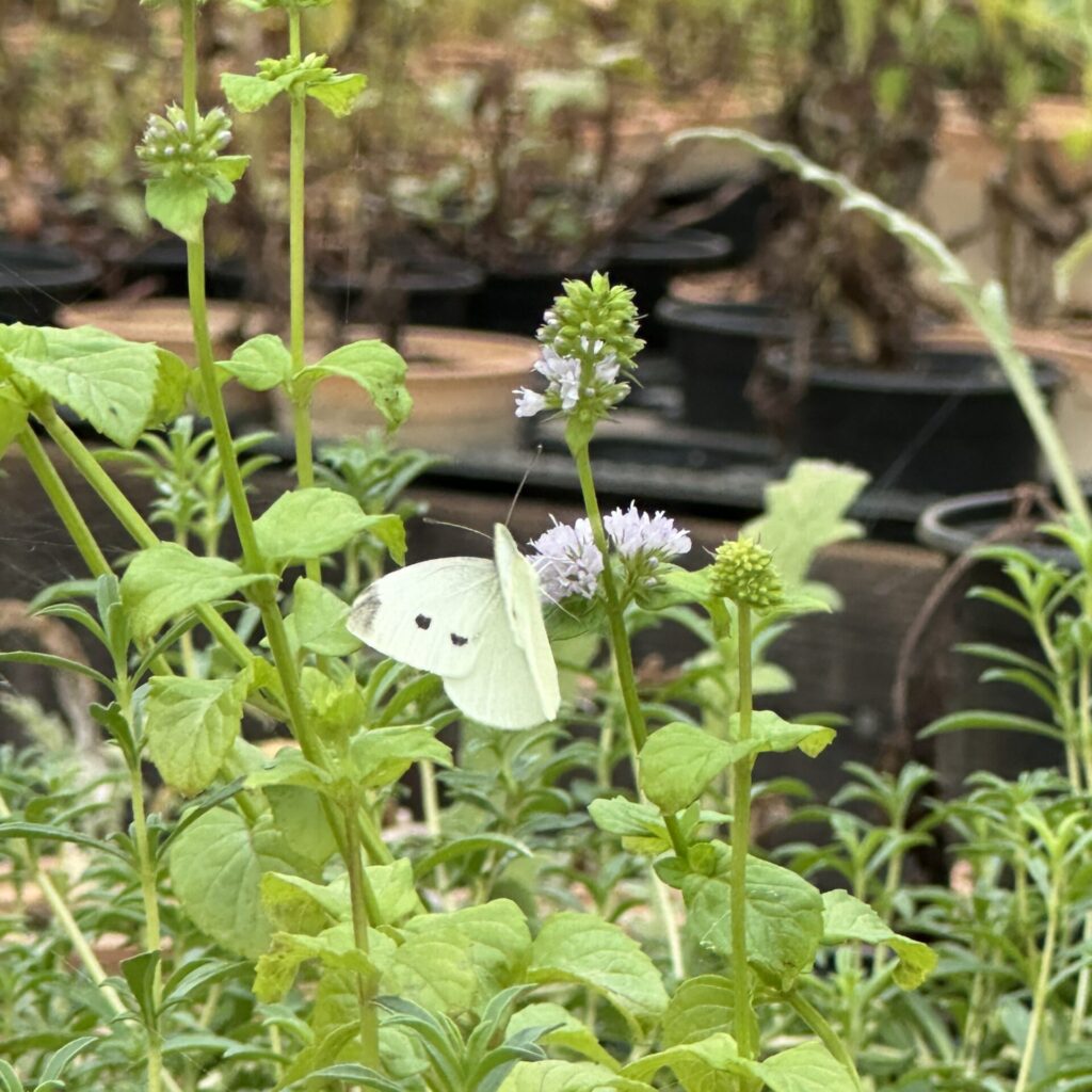 Un papillon sur une plante dans la serre de Biganos 