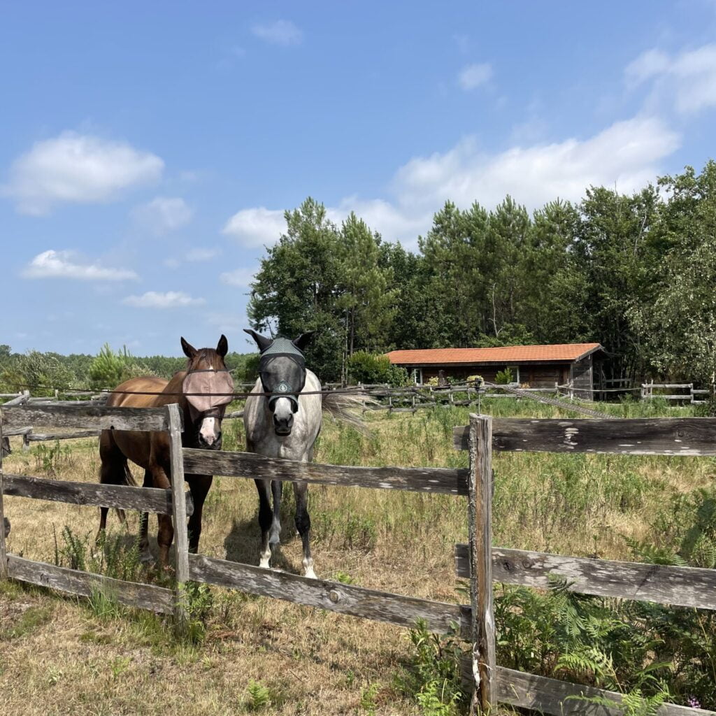 Des chevaux dans un champs