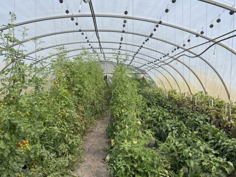 Une serre remplie de légumes dont des tomates