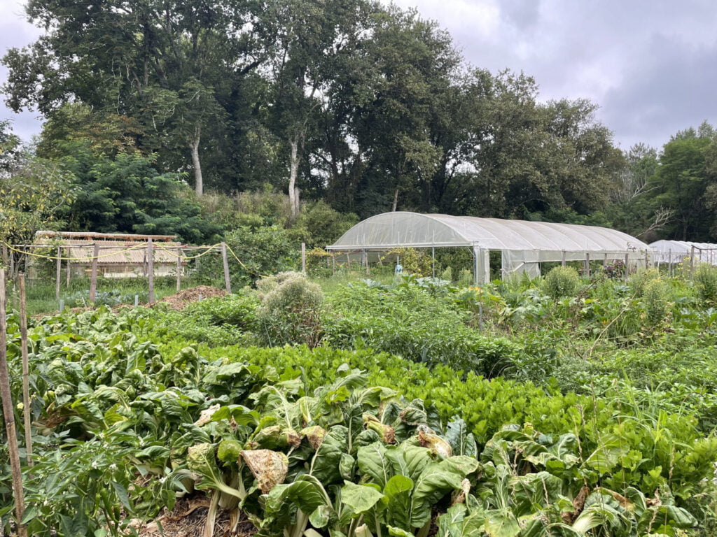 Des champs de légumes
