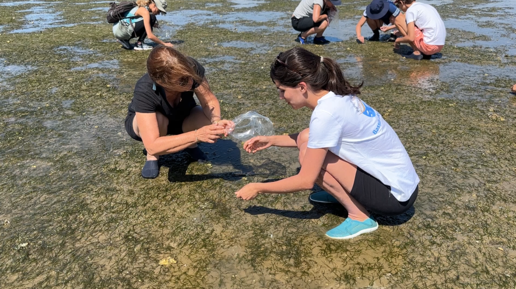 Mes vacances engagées sur le Bassin d'Arcachon - zosteres - Bassin d'Arcachon